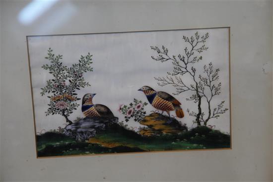 A set of five Chinese pith paintings of birds, c.1900, 20 x 32cm, later mounted and framed